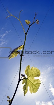 grapevine - crestock